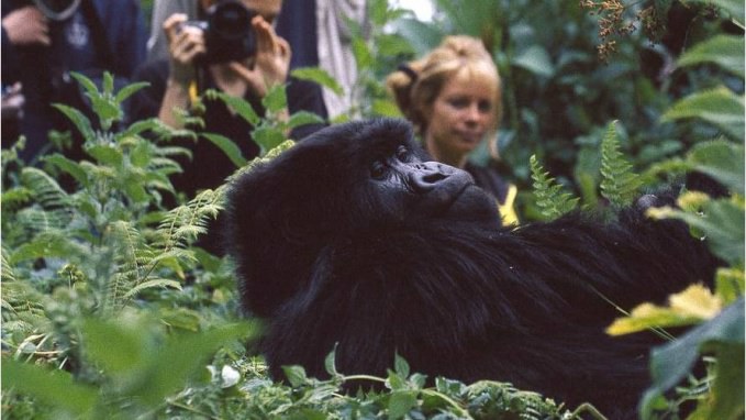 WATCH: Anyone Up To Go Trekking With Real Giant Gorillas!? WATCH: Anyone Up To Go Trekking With Real Giant Gorillas!?