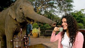 Woman having black ivory coffee