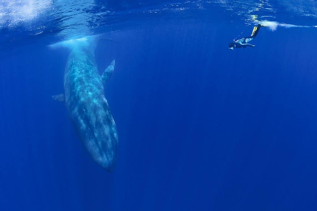 swimming with blu whales