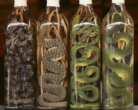 Photo Credits- http://gurutotheoutdoors.com