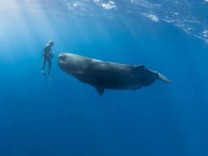 freediving with sperm whales