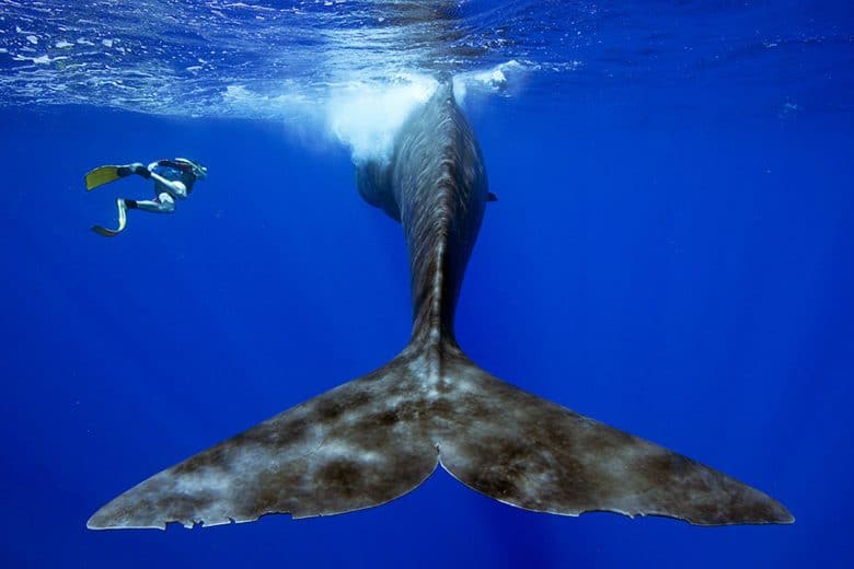 Swimming With Whales Sri Lanka Freediving Snorkelling With