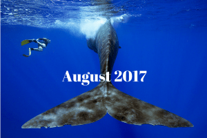 Swimming With Whales