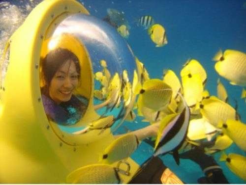 Picture Credits- https://www.hawaiiactivities.com