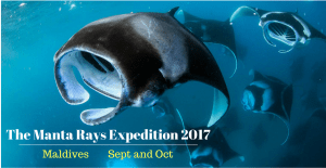 manta rays maldives scuba diving trip with gobeepbeep