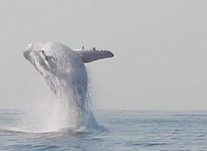 humpback whale leaping