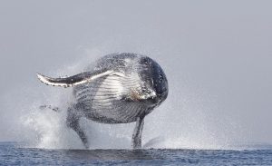 humpback whale