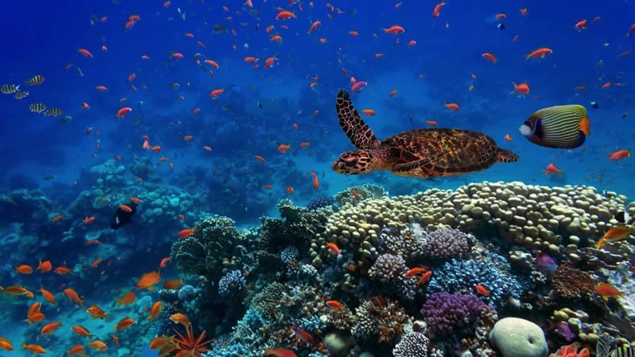 Coral-Reef-Turtle-and-Fish