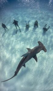 Maldives shark diving Hammerhead divers